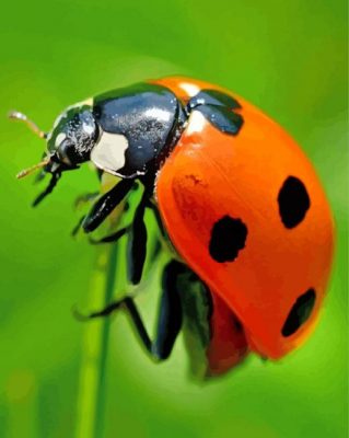 Ladybug Insect paint by numbers