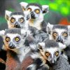 Lemurs Animals paint by numbers