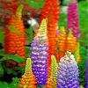 Colorful Lupins paint by numbers