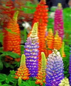 Colorful Lupins paint by numbers