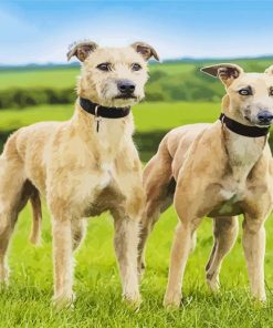 Lurcher Dogs paint by numbers