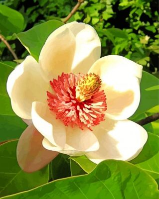 Magnolia Wiesen Flower paint by numbers