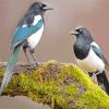 Magpies On Branch paint by numbers