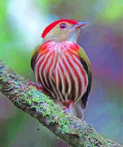 Aesthetic Manakin Bird paint by numbers