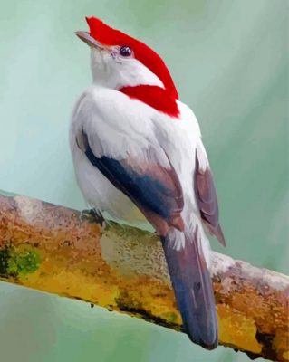 Manakin Bird On Branch paint by numbers