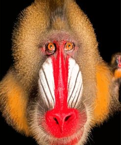 Mandrill Monkey Face paint by numbers