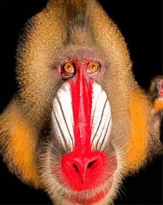 Mandrill Monkey Face paint by numbers