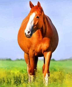 Mare Horse paint by numbers