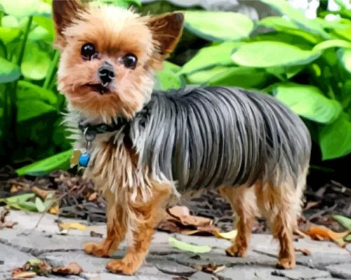 Aesthetic Morkie Dog paint by numbers