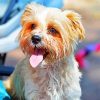 Morkie Puppy Dog paint by numbers