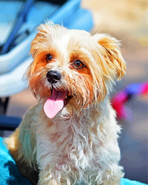 Morkie Puppy Dog paint by numbers