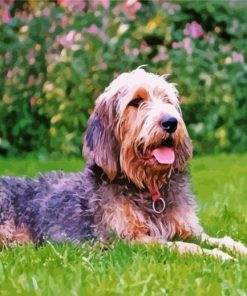 Handsome Otterhound paint by numbers