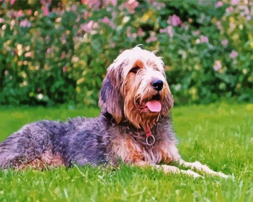 Handsome Otterhound paint by numbers