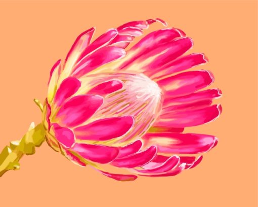 Pink Protea Plant paint by numbers