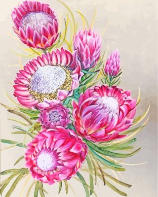 Pink Protea Plant Art paint by numbers