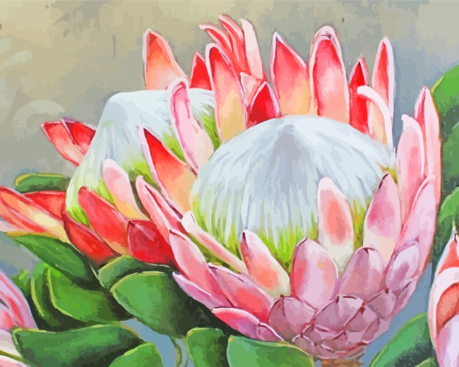 Pink Proteas Plants paint by numbers