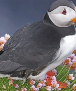 Aesthetic Puffin Bird paint by numbers