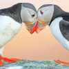 Puffin Birds Lovers paint by numbers