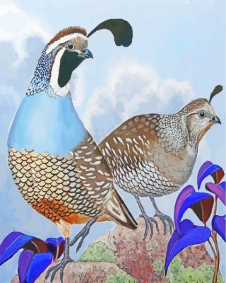 Quail Birds Art paint by numbers