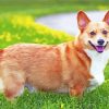 Welsh Corgi Puppy paint by numbers