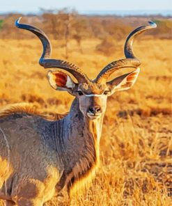 Aesthetic King Kudu paint by numbers