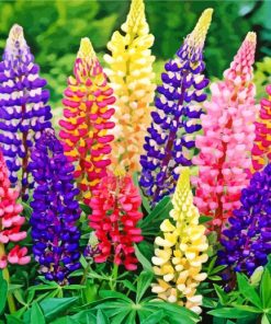 Aesthetic Colorful Lupins paint by numbers