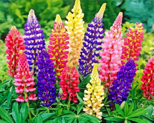 Aesthetic Colorful Lupins paint by numbers