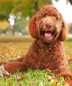 Labradoodle Puppy Dog paint by numbers