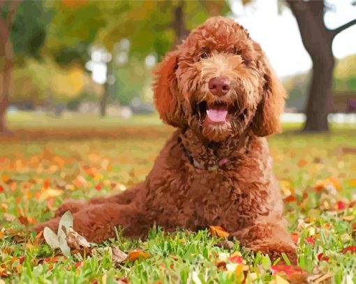 Labradoodle Puppy Dog paint by numbers