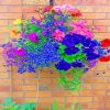 Colorful Lobelia Flowers paint by numbers