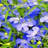 Beautiful Lobelia Flowers paint by numbers