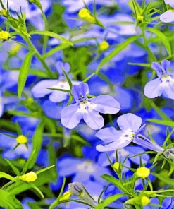 Beautiful Lobelia Flowers paint by numbers