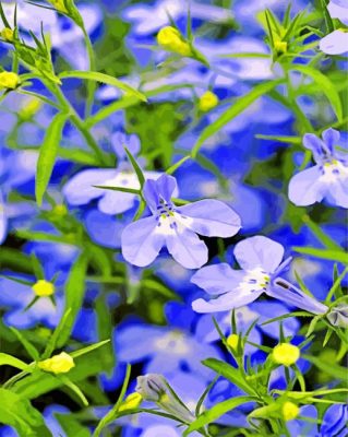 Beautiful Lobelia Flowers paint by numbers