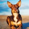 Australian Kelpie Dog paint by numbers