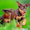 Australian Kelpie Puppy paint by numbers