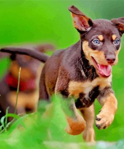 Australian Kelpie Puppy paint by numbers