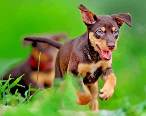 Australian Kelpie Puppy paint by numbers