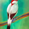 Beautiful Manakin Bird paint by numbers