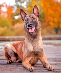 Belgian Malinois Dog Pet paint by numbers