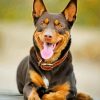 Aesthetic Kelpie Dog paint by numbers