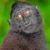 Black Macaque Monkey paint by numbers