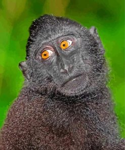 Black Macaque Monkey paint by numbers