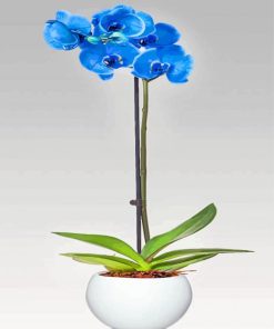 Blue Orchid Flower paint by numbers