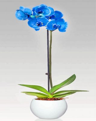 Blue Orchid Flower paint by numbers