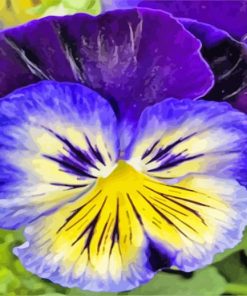 Blue And Yellow Pansy paint by numbers