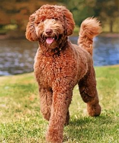 Brown Labradoodle Puppy paint by numbers