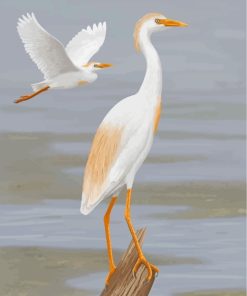 Cattle Egret Birds paint by numbers