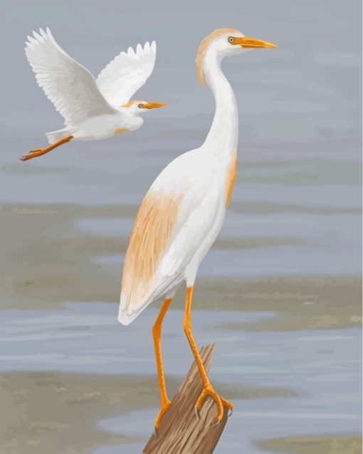 Cattle Egret Birds paint by numbers