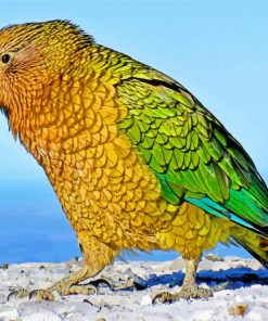 Cute Kea Bird paint by numbers