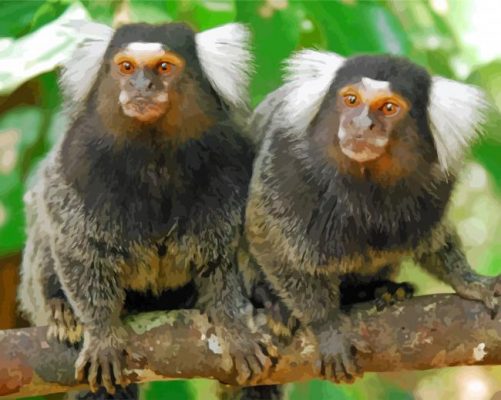 Marmosets On Branch paint by numbers